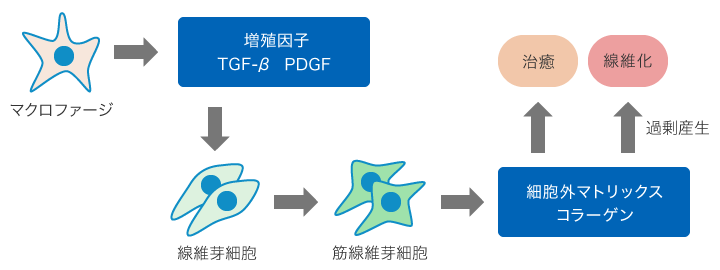 線維化の定量化 顕微鏡観察ラボ キーエンス