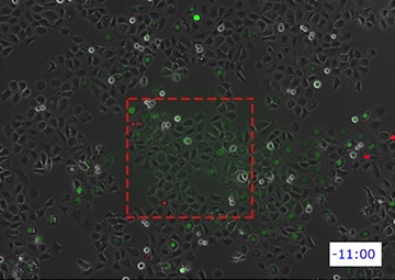 Fucciによる口腔由来上皮細胞株（Ca 9-22）の細胞周期観察 | 顕微鏡