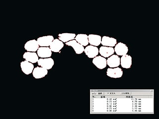 芯線断面のみの自動面積計測（×100）